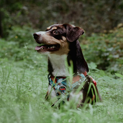 🛤️ Safety & Outdoor