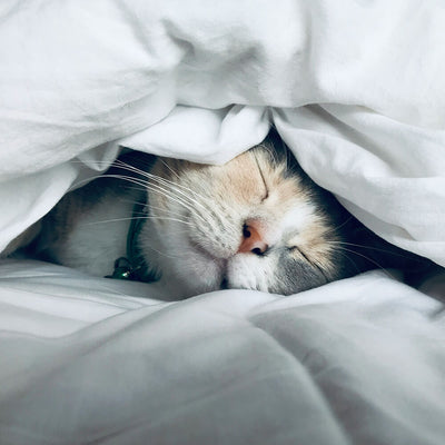 🌙Good Nights Sleep