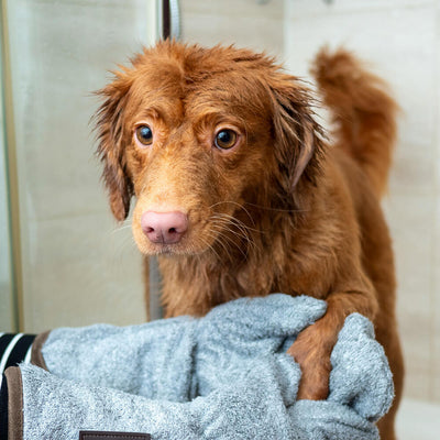 🐾 Grooming Essentials