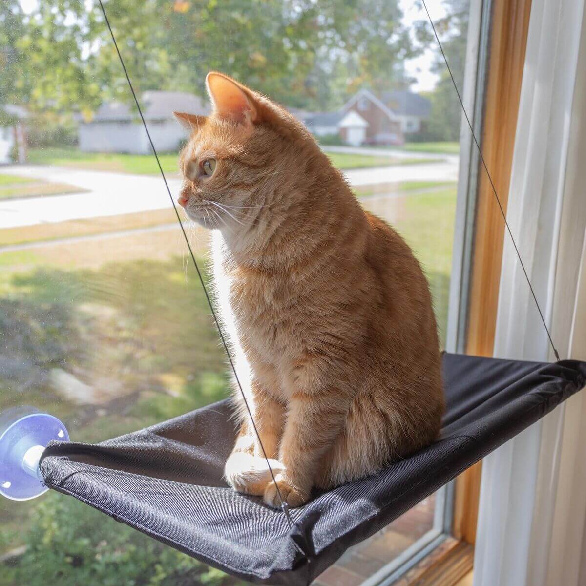 Cozy Cat Window Hammock – Space-Saving Spot for Curious Cats